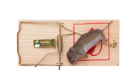 Mouse in a mousetrap it is isolated on a white backgroundの写真素材