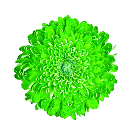 Green chrysanthemum, isolated on a white の写真素材