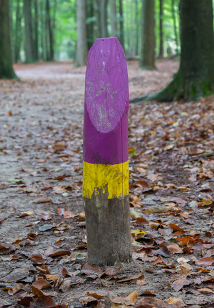Painted marking at a walking path in the dutch forrestの写真素材