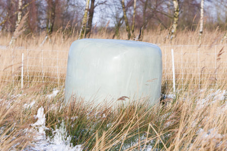 Bales of green crop silage, wrapped up in green plastic for storageの写真素材