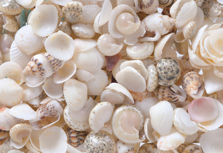 Shells background, many simple small shells, whiteの写真素材