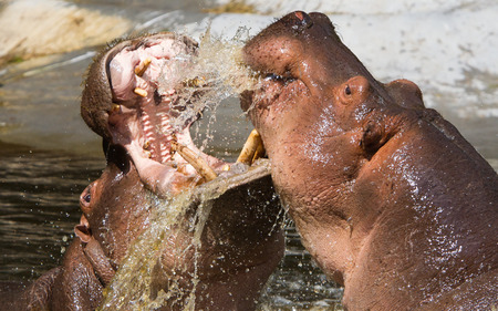 Two fighting hippos in the water (Hippopotamus amphibius)の写真素材