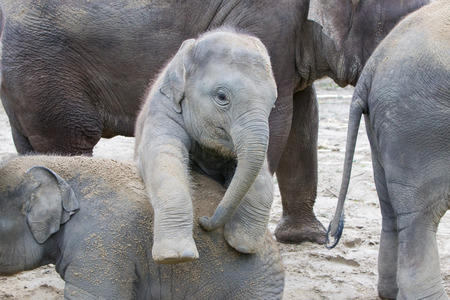 Two baby elephants playing on the sandの写真素材