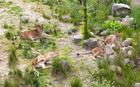 Large lions in a bright green environmentの写真素材
