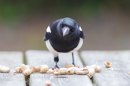 European Magpie (pica pica) feeding on peanutsの写真素材