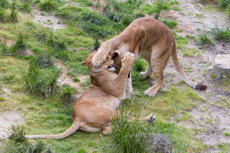 Large lions in a bright green environmentの写真素材