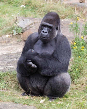Silver backed male Gorilla, enjoying some rest