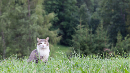Cat sitting in a large green field, Switzerlandの写真素材