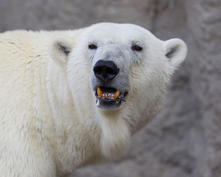 Close-up of a polarbear (icebear) in capticity (Holland)の写真素材