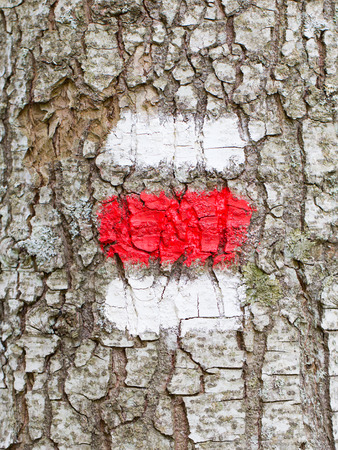 Walk path easy level symbol on tree barkの写真素材