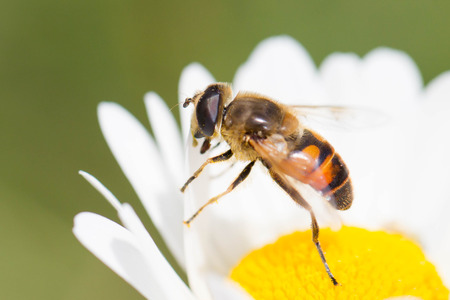 Bee on flower, selective focus, macro shot