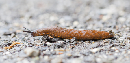 Naked slug climb on a floor, selective focusの写真素材