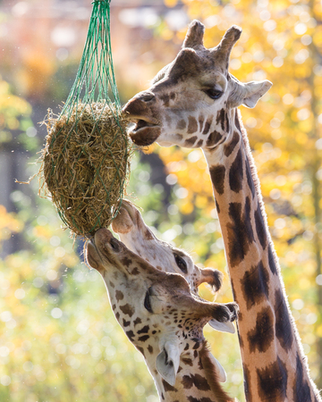 Three giraffes eating hay from feeder at zooの写真素材