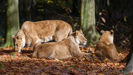 Three Lionesses enjoying the sun during autumnの写真素材
