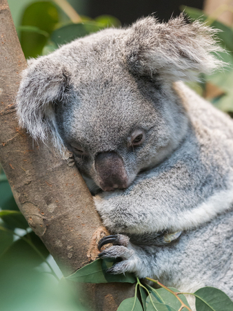 Close-up of a koala bear, selective focusの写真素材