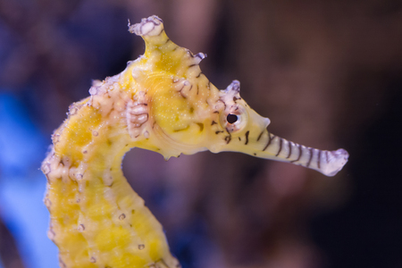 Very young seahorse swimming in the water, selective focus on the eyeの写真素材