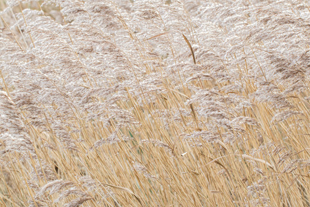 Reed bed in the Netherlands, waving in the wind, selective focus