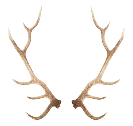 Large antler isolated on a white backgroundの写真素材