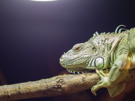 Close-up of a green iguana resting, selective focusの写真素材