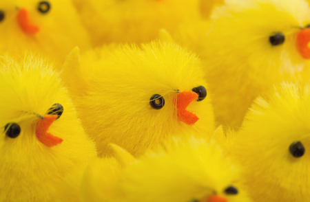 Abundance of easter chicks, selective focus, isolatedの写真素材