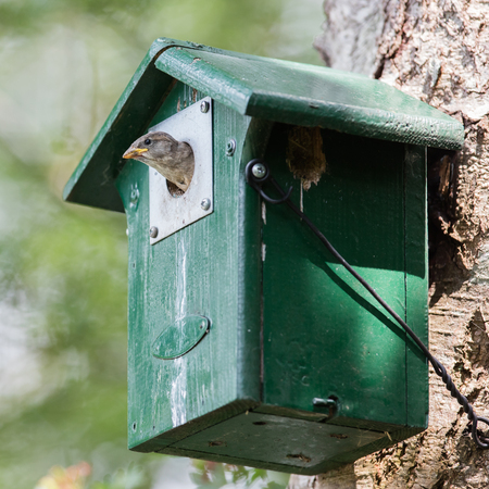 Young sparrow sitting in a green birdhouse