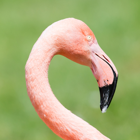 Pink flamingo close-up, isolated on green grass backgroundの写真素材
