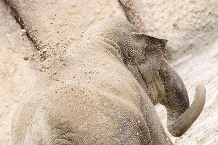 Young asian elephant (Elephas maximus) throwing sand on it's back, selective focusの写真素材