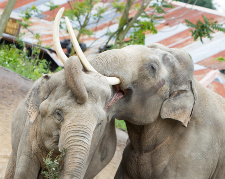 Two adult asian elephants cuddling (Elephas maximus)の写真素材