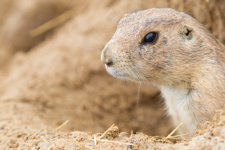 Closeup of the head of a black-tailed prairie dogの写真素材