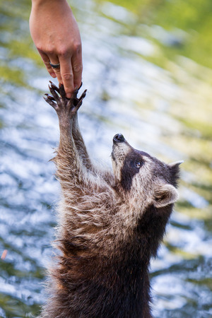 Adult racoon begging for food, water backgroundの写真素材