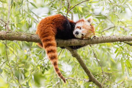 Red Panda, Firefox or Lesser Panda (Ailurus fulgens) resting in a treeの写真素材