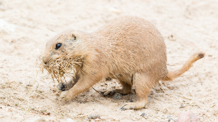 Black-Tailed prairie dog in it's natural habitat, gathering nesting material
