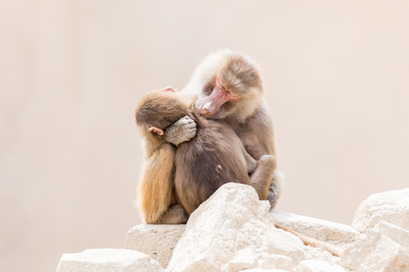 Baboon mother and her little one, natural habitatの写真素材