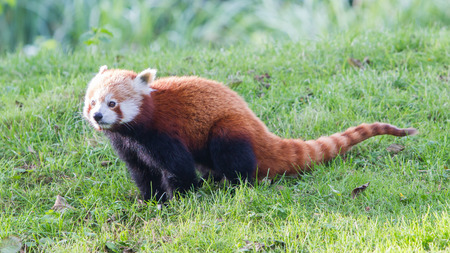 The Red Panda, Firefox or Lesser Panda (Ailurus fulgens)の写真素材