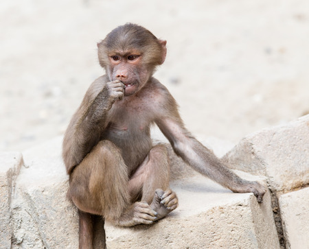 Baby baboon sitting on a rock, eating something