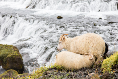Young sheep drinking from Icelandic sheep - Waterfall in backgroundの写真素材