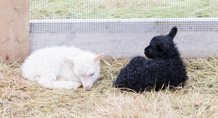 Little newborn lambs resting on the grass - Black and whiteの写真素材