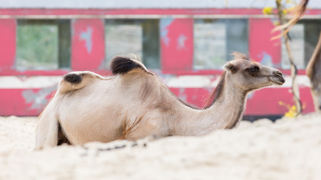 Brown came from the side, selective focus on humpsの写真素材