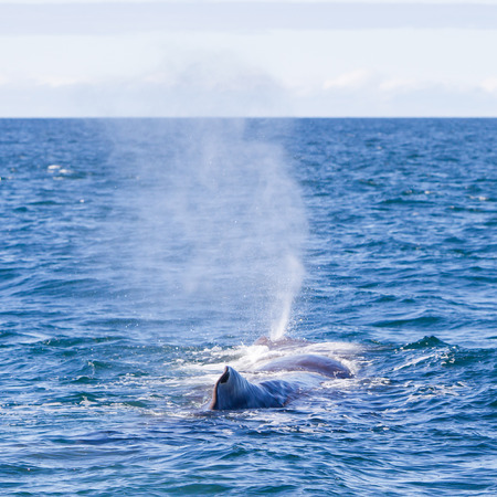Blowout of a large Sperm Whale near Iceland (Atlantic ocean)の写真素材