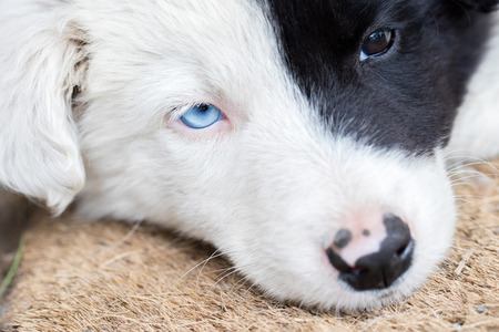 Border Collie puppy on a farm, one blue eyeの写真素材