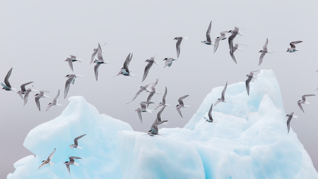 Birdlife in Jokulsarlon, a large glacial lake in southeast Icelandの写真素材