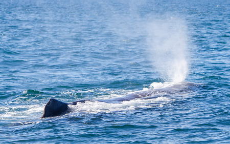 Blowout of a large Sperm Whale near Iceland (Atlantic ocean)の写真素材