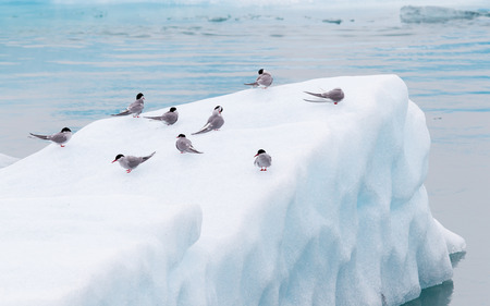 Birdlife in Jokulsarlon, a large glacial lake in southeast Icelandの写真素材