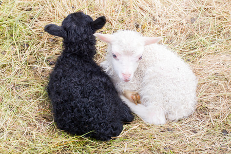 Little newborn lambs resting on the grass - Black and white