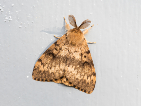 Moth sitting still on a grey doorの写真素材