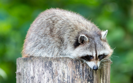 Adult racoon on a tree looking downの写真素材