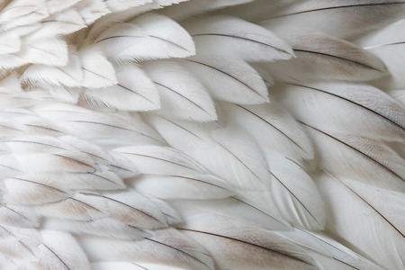 White fluffy feather closeup - Selective focus on some feathersの写真素材