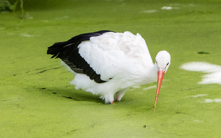 Adult stork walking in a pond filled with duckweedの写真素材