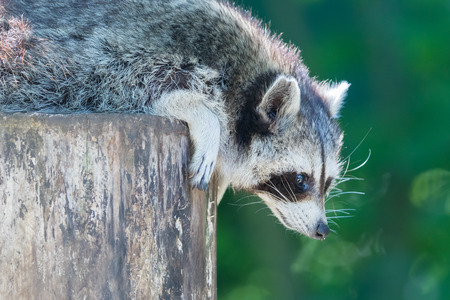 Adult racoon on a tree looking down