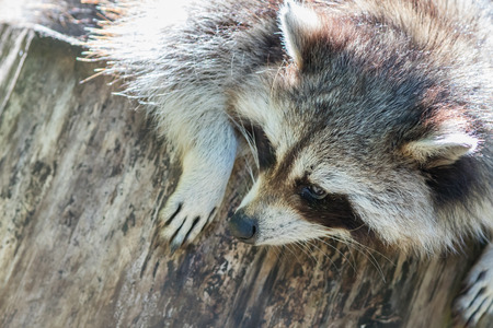 Adult racoon on a tree looking downの写真素材
